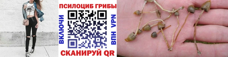 где купить наркотик  Углич  Псилоцибиновые грибы MAGIC MUSHROOMS 